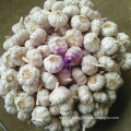 Purple Good Quality Chinese Garlic